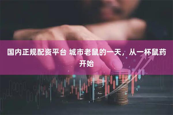 国内正规配资平台 城市老鼠的一天，从一杯鼠药开始